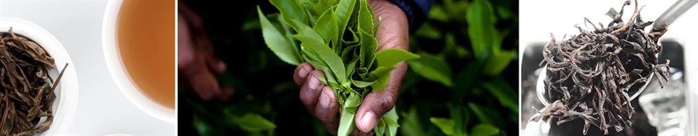 Förädling av grönt te
