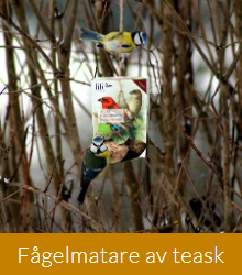 Fågelmatare av teask