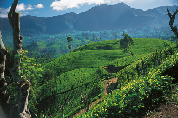 Tefält i Sri Lanka