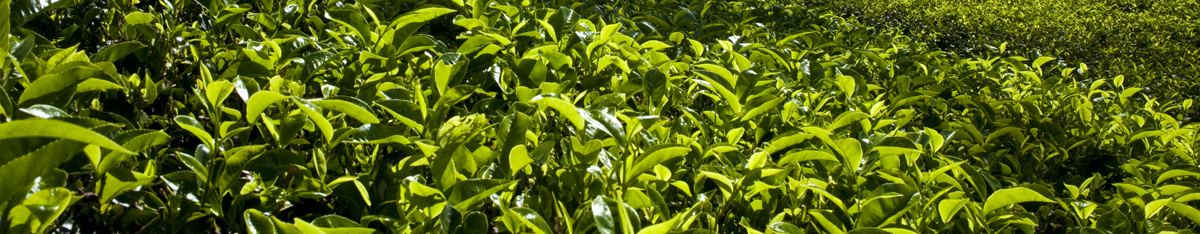 Dilmah Teafields