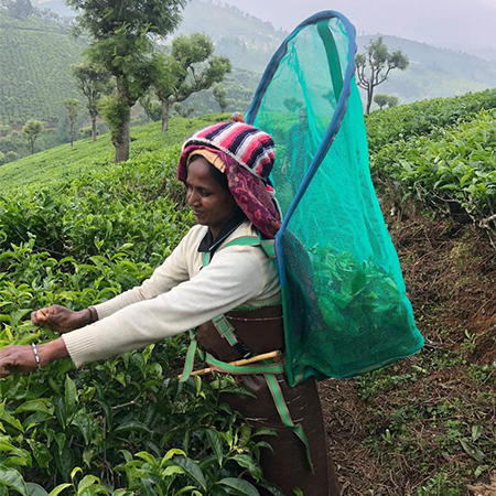 Tekompaniet köper nya bärkorgar till teplantaget