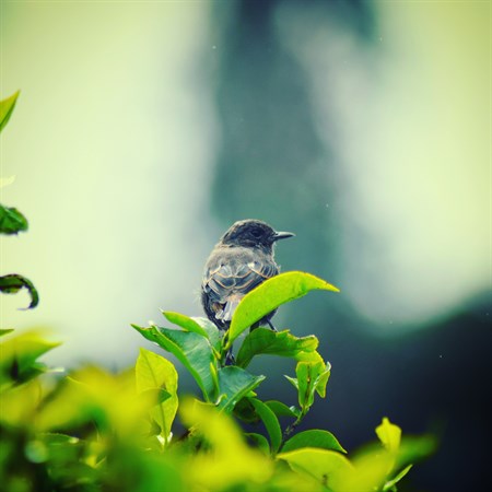 Animals in the tea plantations