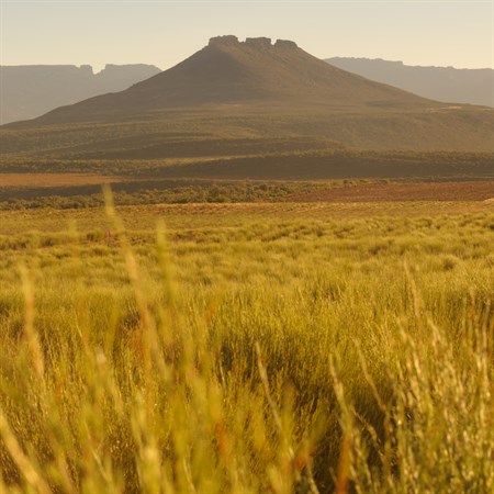 Rooibos